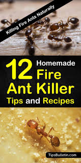 The powerful acidic properties of lemon juice will have those small ants running for the hills. 12 Do It Yourself Fire Ant Killer Recipes That Work