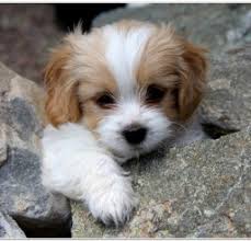 Cavachons for sale, small dog breeds for sale, puppies for sale near me, puppy stores near me, puppies for adoption near me. Cavachon Puppies For Adoption Cats Dogs And Animal Pictures