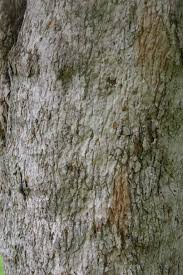 Image result for Olinia rochetiana