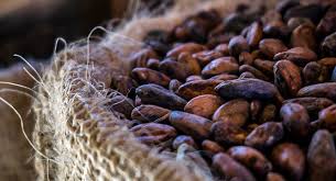 Image result for Cocoa