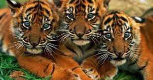 El club tigres, nacido oficialmente el 7 de marzo de 1960, surgió de una metamorfosis del equipo jab. Opinion El Tigre De Sumatra Una Especie Mas Al Borde De La Extincion