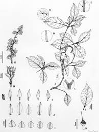 Image result for Rinorea ferruginea