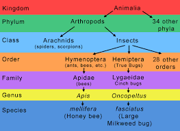 Chart Showing Taxonomy Of Insects And Where They Fit In The