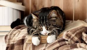 Dog symptoms are not actually that hard to read. Blood Pressure In Cats Pet Advice Medivet Uk