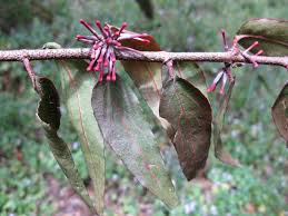 Image result for Englerina