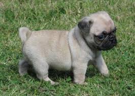 Pug Ozellikleri Pug Cinsi Kopekler Kucuk Kopek Irklarindan Olup Son Derece Sirin Kopeklerdir Gorunus Itibari Ile Bulldoglarin Kucuk Versiyo Pug Bulldog Kopek