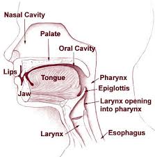 0%0% found this document useful, mark this document as useful. Esofagus Definition And Synonyms Of Esofagus In The Malay Dictionary