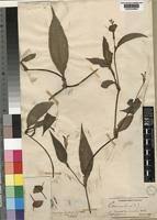 Image result for Commelina bracteosa