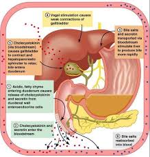 Regulation Of Bile Release In The Digestive System Human Anatomy And Physiology Anatomy And Physiology Physiology