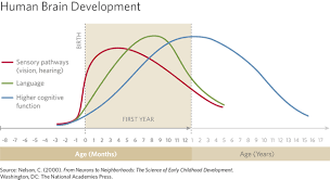 Human Brain Development Chart Educare
