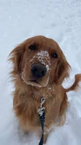 Posey is nearing the end of her training with us, she didn't come to us  with any severe issues like most of the dogs we get around here. However  this country pup didn't have any leash manners, which ...