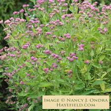 Image result for Pluchea