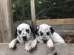 Charming Dalmatian Puppies For Sale Click The Link Below To Connect Directly With The Breeder Seller Dalm Dalmatian Puppies For Sale Dalmatian Puppy Puppies