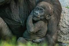 Baby Gorilla Adoption Form