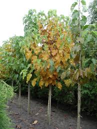 Image result for Pteronia acuminata