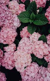 Beautiful Hydrangea In Pink Color Flower Summer Spring Iphone Wallpaper Beautiful Hydrangeas Flowers Photography Hydrangea Picture