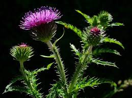 Image result for Carduus