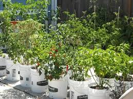 What do jalapeno peppers taste like? Growing Jalapenos From Seeds To Potted Plants Grow Hot Peppers