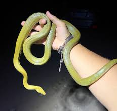 Image result for Triaspis