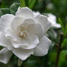 Favorite Large Gardenia Varieties August Beauty Gardenia Flower Landscape Fragrant Flowers