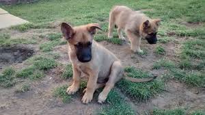 We don't send our pups east of the mississippi river. Belgian Malinois Puppy For Sale Last One Leicester Leicestershire Pets4homes