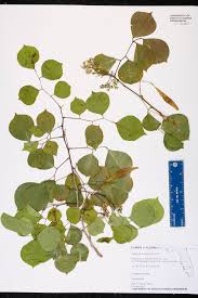 Image result for Dalbergia sissoo