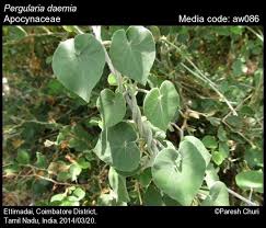 Image result for Pergularia daemia