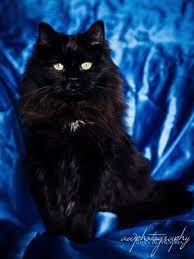 Check spelling or type a new query. Solid Non Pointed Ragdolls