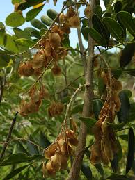 Image result for Adenia gummifera