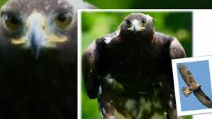 How to video register now. 15 000 Golden Eagle Stolen In Ontario Is Not Very Friendly Handler Warns Ctv News