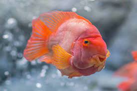 Check spelling or type a new query. Blood Parrot Cichlid Care Guide Tank Setup Mates Diet