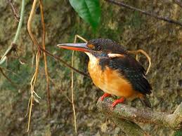 Yang lainnya dalam liang kelinci atau ceruk di pohon. Raja Udang Kalung Biru Burung Langka Indonesia Alamendah S Blog