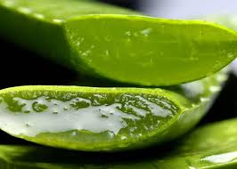 Jun 25, 2021 · how to grow aloe vera indoors aloe vera plants do best in dry conditions. Aloe Vera How To Care For Aloe Vera Plants The Old Farmer S Almanac