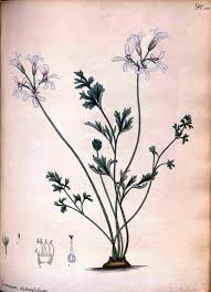 Image result for Pavetta decumbens