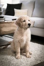 Wanda Maximoff Tarafindan Animals Panosundaki Cok Sirin Hayvanlar Goruntusu Golden Retriever Kopek Turleri
