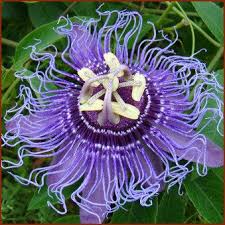 It will likely take a. Zone 7 Passiflora Inspiration Erica Johnsen Maybe You Can Grow This Passion Flower Flowers Purple Perennials