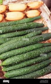 Image result for Cucurbitaceae