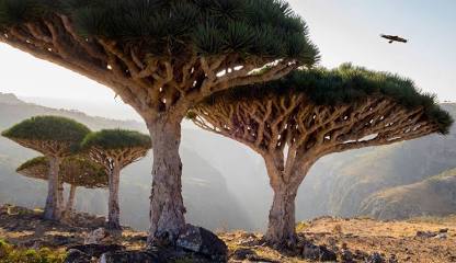 Socotra Island xeric shrublands - Wikipedia