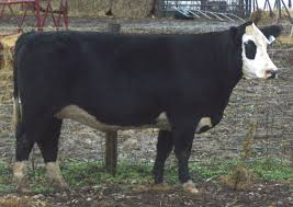 Black And White Cow Breeds Uk Black Baldy Crossbred Beef Cattle Produced By Crossing Hereford Cattle With A Solid Black Breed Usually Angus Hereford Cattle Cattle Beef Cattle