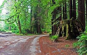 Ancient redwoods rv park in redcrest, california: 6 Best Campgrounds In Redwood National And State Parks Ca Planetware