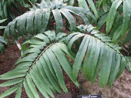 Image result for Stangeria eriopus