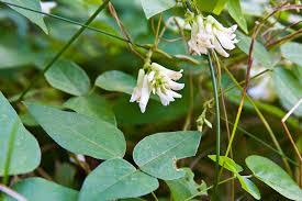 Image result for Amphicarpaea