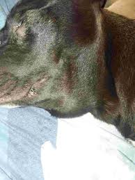 Throat cancer is a general term that applies to cancer that develops in the throat (pharyngeal cancer) or in the voice box (laryngeal cancer). Do Cats Have A Bump On Their Throat