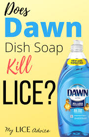 Pin On Home Remedies For Lice Facts And Myths