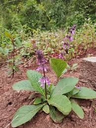 Image result for Orthosiphon schimperi