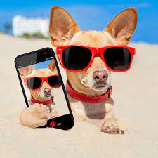 Best funny photos funniest pictures funny pics funny stuff funny animals funniest animals party photos relationship goals photo s. Funny Animals Life Home Facebook