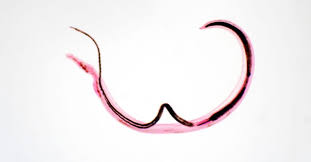 Image result for Whipworm