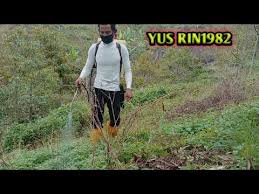 Namun ternyata rumput ini memiliki manfaat kesehatan yang dapat mengobati masalah yang berkaitan dengan mata, rahim, perdarahan dan bahkan kondisi ginekologi. Ke Tiga Racun Rumput Youtube
