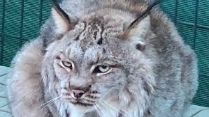 Looking for a kitten or cat in los angeles, california? Cat Tales Welcomes Jynx The Lynx To Its Animal Family Krem Com