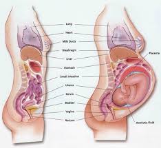 Stomach Sticks Out More Than Baby Bump The Bump